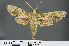  ( - RMNH.INS.537620)  @13 [ ] CreativeCommons - Attribution Non-Commercial Share-Alike (2012) Unspecified Naturalis, Biodiversity Centre
