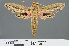  ( - RMNH.INS.537621)  @13 [ ] CreativeCommons - Attribution Non-Commercial Share-Alike (2012) Unspecified Naturalis, Biodiversity Centre