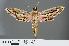  ( - RMNH.INS.537623)  @14 [ ] CreativeCommons - Attribution Non-Commercial Share-Alike (2012) Unspecified Naturalis, Biodiversity Centre