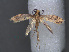  (Tinea subalbidella - RMNH.INS.537651)  @12 [ ] CreativeCommons - Attribution Non-Commercial Share-Alike (2012) Unspecified Naturalis, Biodiversity Centre