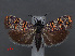  ( - RMNH.INS.537654)  @11 [ ] CreativeCommons - Attribution Non-Commercial Share-Alike (2012) Unspecified Naturalis, Biodiversity Centre