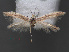  (Coleophora lasloella - RMNH.INS.537662)  @11 [ ] CreativeCommons - Attribution Non-Commercial Share-Alike (2012) Unspecified Naturalis, Biodiversity Centre