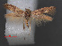  ( - RMNH.INS.537671)  @11 [ ] CreativeCommons - Attribution Non-Commercial Share-Alike (2012) Unspecified Naturalis, Biodiversity Centre