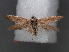  ( - RMNH.INS.537673)  @11 [ ] CreativeCommons - Attribution Non-Commercial Share-Alike (2012) Unspecified Naturalis, Biodiversity Centre
