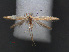  ( - RMNH.INS.537683)  @11 [ ] CreativeCommons - Attribution Non-Commercial Share-Alike (2012) Unspecified Naturalis, Biodiversity Centre