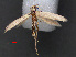 ( - RMNH.INS.537686)  @11 [ ] CreativeCommons - Attribution Non-Commercial Share-Alike (2012) Unspecified Naturalis, Biodiversity Centre