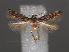  ( - RMNH.INS.537715)  @11 [ ] CreativeCommons - Attribution Non-Commercial Share-Alike (2012) Unspecified Naturalis, Biodiversity Centre