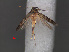  ( - RMNH.INS.537725)  @11 [ ] CreativeCommons - Attribution Non-Commercial Share-Alike (2012) Unspecified Naturalis, Biodiversity Centre