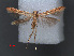  ( - RMNH.INS.537734)  @12 [ ] CreativeCommons - Attribution Non-Commercial Share-Alike (2012) Unspecified Naturalis, Biodiversity Centre