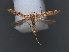  ( - RMNH.INS.537735)  @11 [ ] CreativeCommons - Attribution Non-Commercial Share-Alike (2012) Unspecified Naturalis, Biodiversity Centre