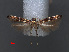 ( - RMNH.INS.537742)  @12 [ ] CreativeCommons - Attribution Non-Commercial Share-Alike (2012) Unspecified Naturalis, Biodiversity Centre