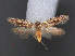  (Alloclita cerritella - RMNH.INS.537747)  @13 [ ] CreativeCommons - Attribution Non-Commercial Share-Alike (2012) Unspecified Naturalis, Biodiversity Centre