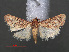  ( - RMNH.INS.537977)  @13 [ ] CreativeCommons - Attribution Non-Commercial Share-Alike (2012) Unspecified Naturalis, Biodiversity Centre
