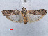  ( - RMNH.INS.537980)  @12 [ ] CreativeCommons - Attribution Non-Commercial Share-Alike (2012) Unspecified Naturalis, Biodiversity Centre