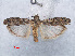  ( - RMNH.INS.537981)  @12 [ ] CreativeCommons - Attribution Non-Commercial Share-Alike (2012) Unspecified Naturalis, Biodiversity Centre