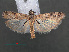  ( - RMNH.INS.537982)  @12 [ ] CreativeCommons - Attribution Non-Commercial Share-Alike (2012) Unspecified Naturalis, Biodiversity Centre