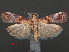  ( - RMNH.INS.537983)  @11 [ ] CreativeCommons - Attribution Non-Commercial Share-Alike (2012) Unspecified Naturalis, Biodiversity Centre