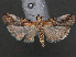  ( - RMNH.INS.537984)  @13 [ ] CreativeCommons - Attribution Non-Commercial Share-Alike (2012) Unspecified Naturalis, Biodiversity Centre