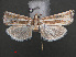  ( - RMNH.INS.537994)  @12 [ ] CreativeCommons - Attribution Non-Commercial Share-Alike (2012) Unspecified Naturalis, Biodiversity Centre