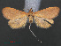  ( - RMNH.INS.538002)  @12 [ ] CreativeCommons - Attribution Non-Commercial Share-Alike (2012) Unspecified Naturalis, Biodiversity Centre
