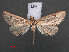  (Evergestis laristanalis - RMNH.INS.538003)  @13 [ ] CreativeCommons - Attribution Non-Commercial Share-Alike (2012) Unspecified Naturalis, Biodiversity Centre