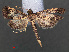 ( - RMNH.INS.538008)  @14 [ ] CreativeCommons - Attribution Non-Commercial Share-Alike (2012) Unspecified Naturalis, Biodiversity Centre