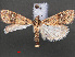  ( - RMNH.INS.538013)  @12 [ ] CreativeCommons - Attribution Non-Commercial Share-Alike (2012) Unspecified Naturalis, Biodiversity Centre