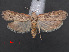  ( - RMNH.INS.538031)  @14 [ ] CreativeCommons - Attribution Non-Commercial Share-Alike (2012) Unspecified Naturalis, Biodiversity Centre
