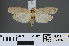  ( - RMNH.INS.538032)  @13 [ ] CreativeCommons - Attribution Non-Commercial Share-Alike (2012) Unspecified Naturalis, Biodiversity Centre