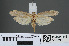  ( - RMNH.INS.538033)  @13 [ ] CreativeCommons - Attribution Non-Commercial Share-Alike (2012) Unspecified Naturalis, Biodiversity Centre
