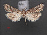  ( - RMNH.INS.538036)  @12 [ ] CreativeCommons - Attribution Non-Commercial Share-Alike (2012) Unspecified Naturalis, Biodiversity Centre