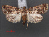  (Lepidogma hyrcanalis - RMNH.INS.538039)  @13 [ ] CreativeCommons - Attribution Non-Commercial Share-Alike (2012) Unspecified Naturalis, Biodiversity Centre