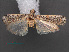  (Pempelia arida - RMNH.INS.538045)  @12 [ ] CreativeCommons - Attribution Non-Commercial Share-Alike (2012) Unspecified Naturalis, Biodiversity Centre