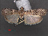  (Belutchistania squamalis - RMNH.INS.538046)  @12 [ ] CreativeCommons - Attribution Non-Commercial Share-Alike (2012) Unspecified Naturalis, Biodiversity Centre