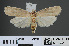  ( - RMNH.INS.538052)  @12 [ ] CreativeCommons - Attribution Non-Commercial Share-Alike (2012) Unspecified Naturalis, Biodiversity Centre