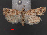  (Hypotia birgita - RMNH.INS.538053)  @13 [ ] CreativeCommons - Attribution Non-Commercial Share-Alike (2012) Unspecified Naturalis, Biodiversity Centre