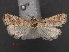  ( - RMNH.INS.538054)  @12 [ ] CreativeCommons - Attribution Non-Commercial Share-Alike (2012) Unspecified Naturalis, Biodiversity Centre