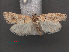  ( - RMNH.INS.538055)  @11 [ ] CreativeCommons - Attribution Non-Commercial Share-Alike (2012) Unspecified Naturalis, Biodiversity Centre