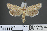  ( - RMNH.INS.538056)  @12 [ ] CreativeCommons - Attribution Non-Commercial Share-Alike (2012) Unspecified Naturalis, Biodiversity Centre