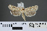  ( - RMNH.INS.538057)  @12 [ ] CreativeCommons - Attribution Non-Commercial Share-Alike (2012) Unspecified Naturalis, Biodiversity Centre