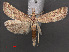  (Arsenaria caidalis - RMNH.INS.538058)  @13 [ ] CreativeCommons - Attribution Non-Commercial Share-Alike (2012) Unspecified Naturalis, Biodiversity Centre