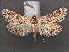  ( - RMNH.INS.538060)  @11 [ ] CreativeCommons - Attribution Non-Commercial Share-Alike (2012) Unspecified Naturalis, Biodiversity Centre