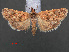  (Tegostoma comparalis - RMNH.INS.538068)  @13 [ ] CreativeCommons - Attribution Non-Commercial Share-Alike (2012) Unspecified Naturalis, Biodiversity Centre