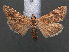  ( - RMNH.INS.538069)  @12 [ ] CreativeCommons - Attribution Non-Commercial Share-Alike (2012) Unspecified Naturalis, Biodiversity Centre