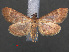  ( - RMNH.INS.538077)  @13 [ ] CreativeCommons - Attribution Non-Commercial Share-Alike (2012) Unspecified Naturalis, Biodiversity Centre