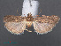  ( - RMNH.INS.538088)  @12 [ ] CreativeCommons - Attribution Non-Commercial Share-Alike (2012) Unspecified Naturalis, Biodiversity Centre