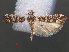  ( - RMNH.INS.538112)  @11 [ ] CreativeCommons - Attribution Non-Commercial Share-Alike (2012) Unspecified Naturalis, Biodiversity Centre