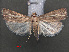  ( - RMNH.INS.538127)  @12 [ ] CreativeCommons - Attribution Non-Commercial Share-Alike (2012) Unspecified Naturalis, Biodiversity Centre