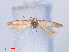  ( - RMNH.INS.540439)  @12 [ ] CreativeCommons - Attribution Non-Commercial Share-Alike (2012) Unspecified Naturalis, Biodiversity Centre