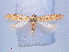  ( - RMNH.INS.540445)  @13 [ ] CreativeCommons - Attribution Non-Commercial Share-Alike (2012) Unspecified Naturalis, Biodiversity Centre